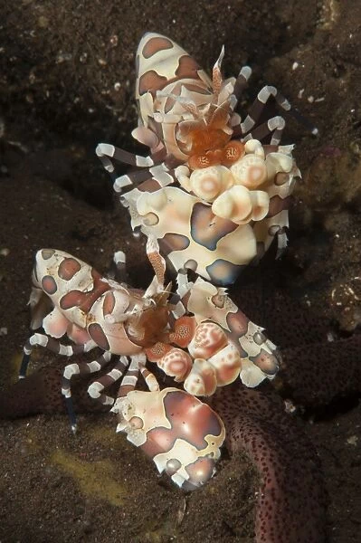 A pair of Harlequin shrimp feeding off a starfish, Bali