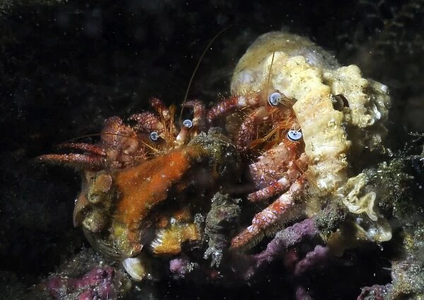 Pair of Hermit Crabs in the Atlantic Ocean