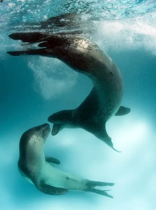 Framed Print : Leopard Seals Interacting Print, Astrolabe Island, Antarctica Framed Print : Leopard Seals Interacting Print, Astrolabe Island, Antarctica