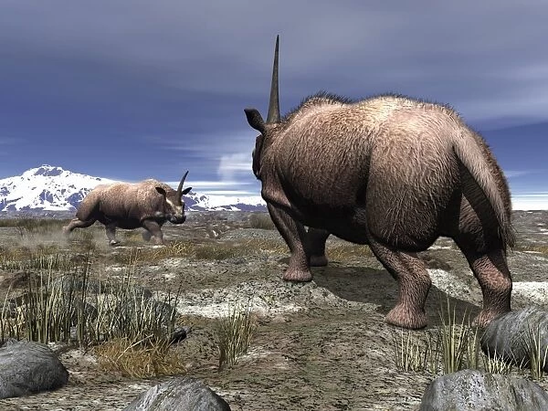 A pair of male Elasmotherium confront one another