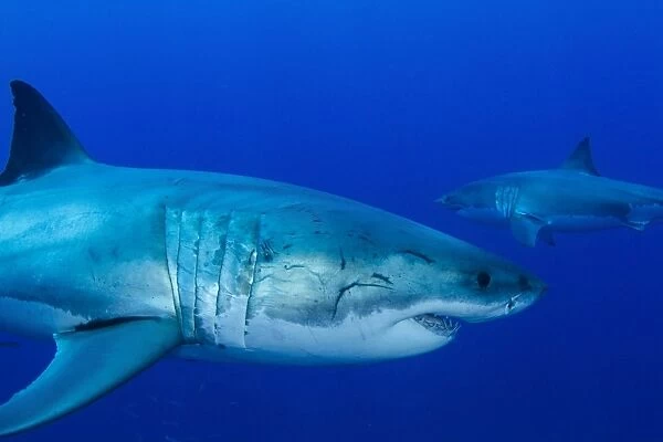 Pair of male great white sharks, Guadalupe Island, Mexico