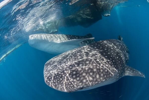 Pair of whale sharks barrelling their way through near the surface