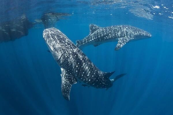 Pair of whale sharks swimming around near the surface