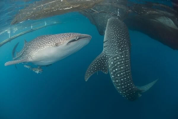 Pair of whale sharks swimming around near the surface under fishing nets