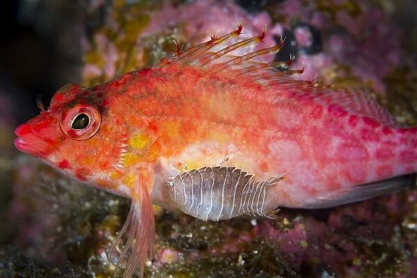 A parasitic isopod has attached itself onto a hawkfish