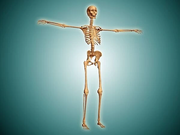 Perspective view of human skeletal system