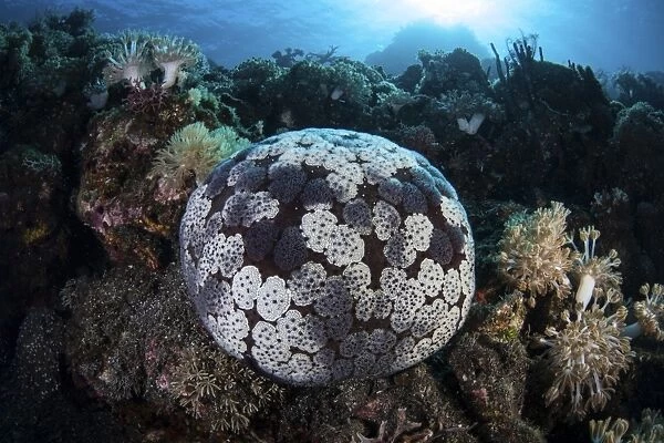A pin cushion starfish clings to a coral reef