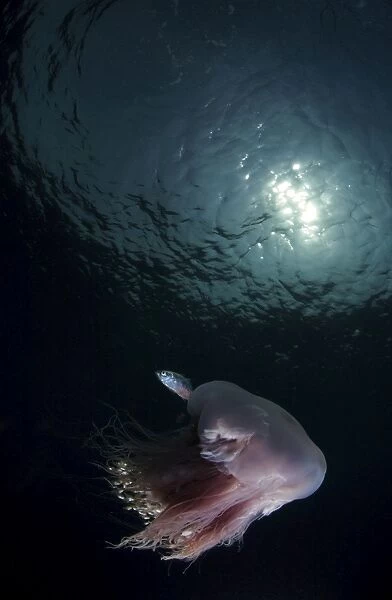 Pink jellyfish and silver fish, Indonesia