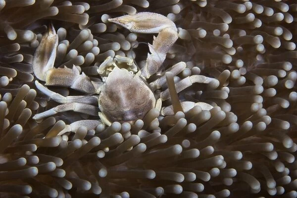 Porcelain Crab on its anemone, Papua New Guinea