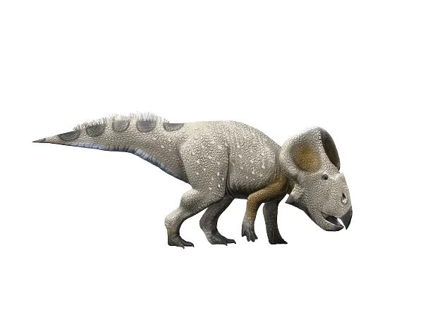 Protoceratops dinosaur