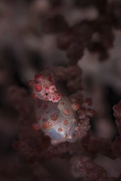 A pygmy seahorse clings to its symbiotic gorgonian