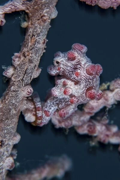 A pygmy seahorse mimics its host gorgonian on a reef
