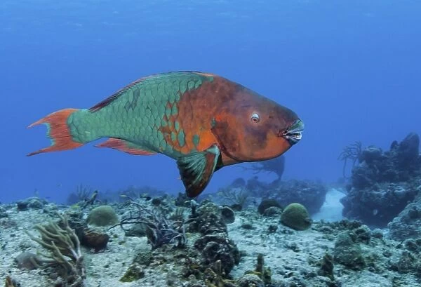 Rainbow Parrotfish swimming in the Carribean Sea