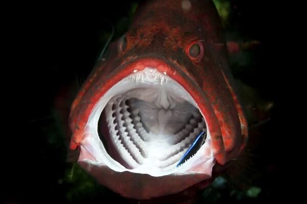 Red grouper with open mouth and cleaner wrasse, Bali, Indonesia