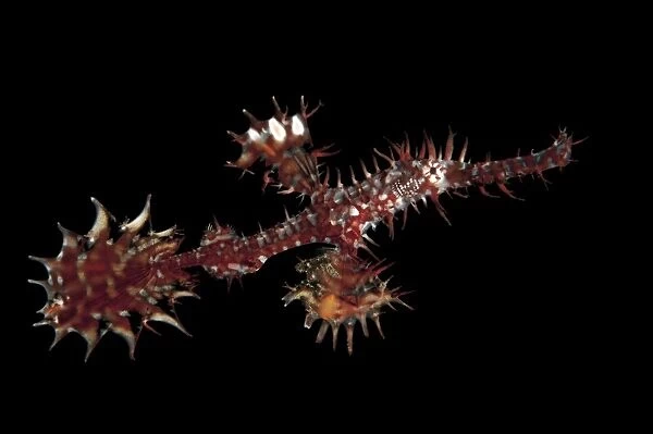 A red and silver ornate ghost pipefish against black background