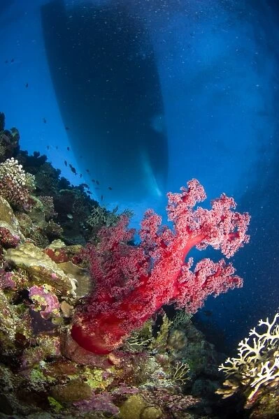 Red soft coral with silhouette of ship, Australia