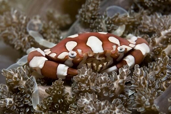 Red and white crab, Komodo, Indonesia