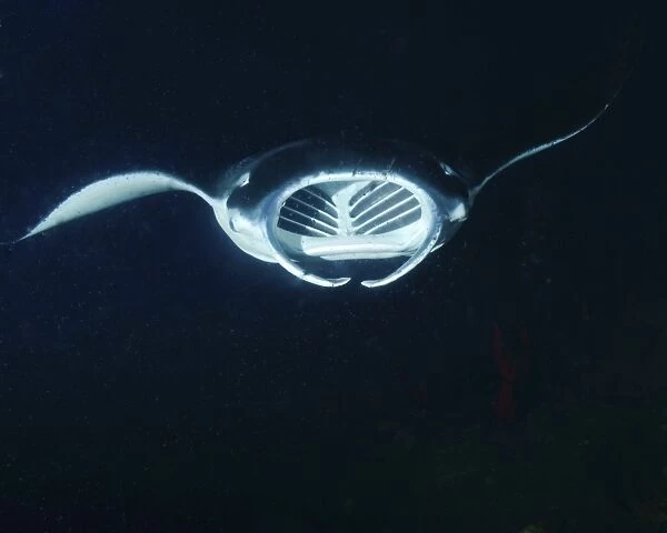 A reef manta ray feeding at night in Hawaii