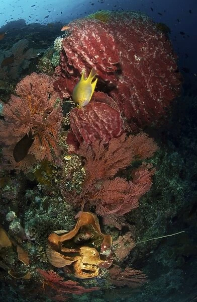 Reef sponge coral and yellow fish, North Sulawesi, Indonesia