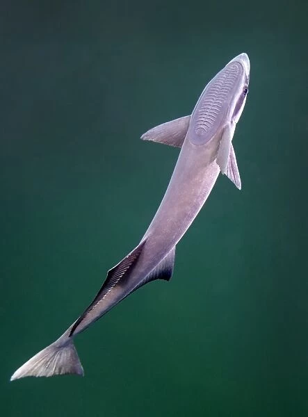 A remora fish swimming up looking for a host