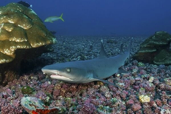 Resting whitetip reef shark over field of pink porites coral