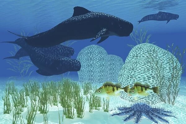 Two rockfish watch cautiously as a pod of pilot whales swim past a coral reef