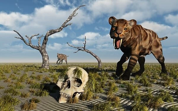 A Sabre Tooth Tiger discovers a humanoid skull