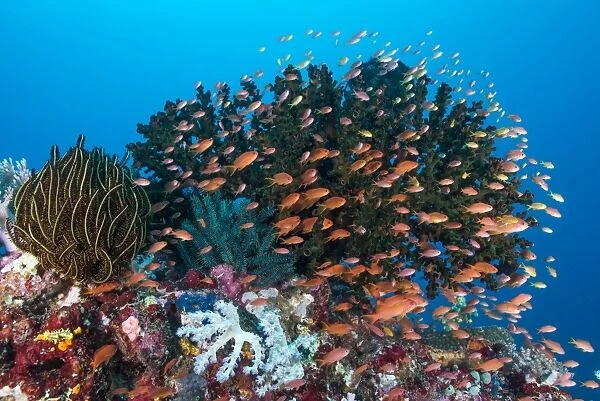School of anthias fish swimming over a colorful reef