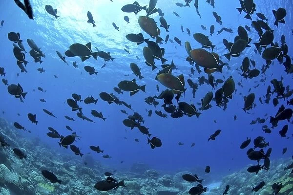School of black Indian Ocean triggerfish, Christmas Island, Australia