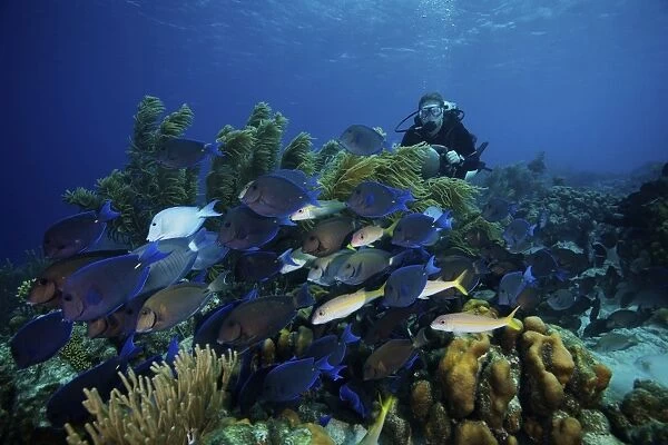 A school of Blue Tang feed on the reefs algae