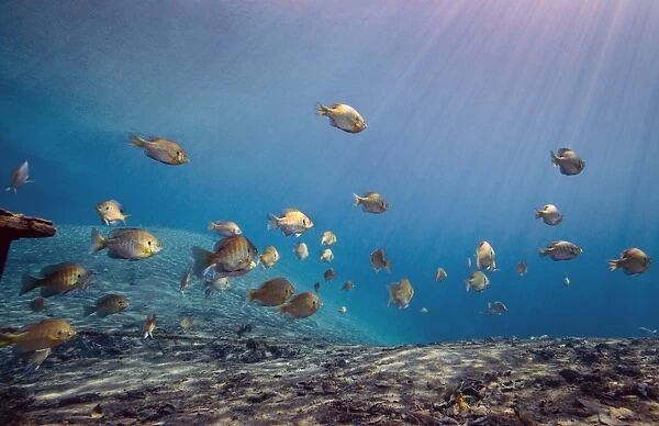 A school of Bluegill and Sunfish swim toward the light from above