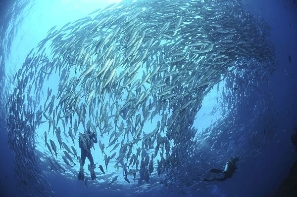 School of jacks and divers at Liberty Wreck, Bali, Indonesia