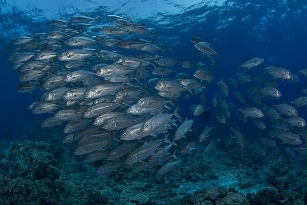 School of silver jacks or trevally fish, Spratly Islands, Malaysia