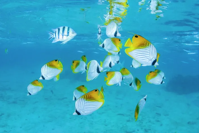 Framed Print : Schooling Threadfin Butterflyfish Print Framed Print : Schooling Threadfin Butterflyfish Print