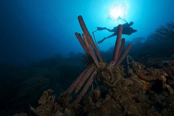 Scuba diver propels over large tupe sponges, Bonaire, Caribbean Netherlands