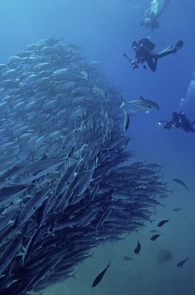 Scuba divers with a massive school of jacks at Cabo Pulmo in Mexico