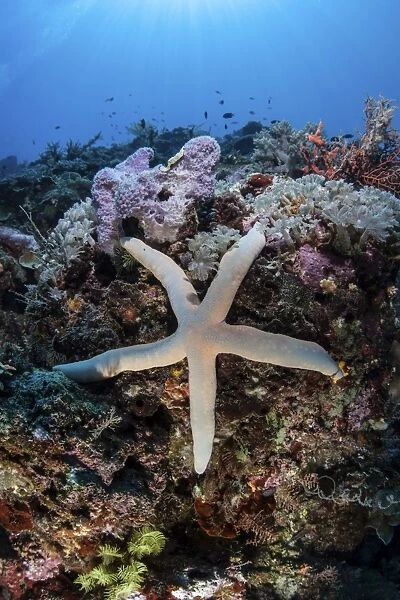 A sea star clings to a diverse reef near the island of Bangka, Indonesia