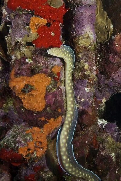 Sharptail Eel searching for food