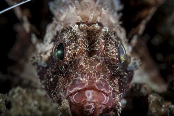 A shortfin lionfish stares into the camera lens