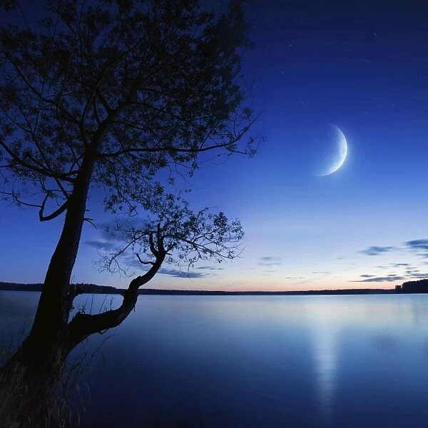 Silhouette of a lonely tree in a lake against a starry sky and moon