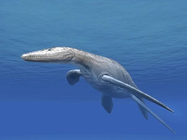 Simolestes is an extinct pliosaur from the Middle Jurassic of England