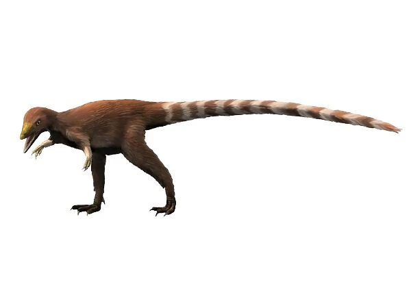 Sinosauropteryx dinosaur