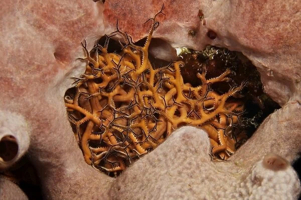 Small Basket Starfish hiding in a sponge