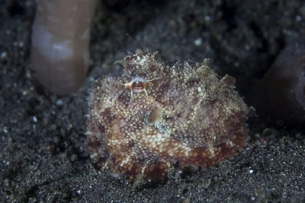 A small octopus sits camouflaged on a sandy seafloor