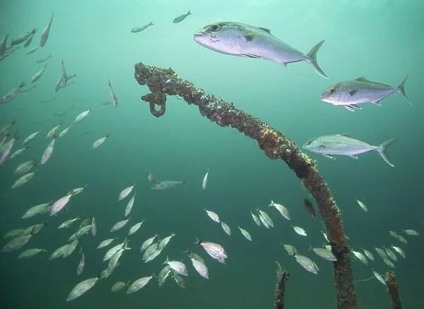 A small school of Greater Amberjack swim by a larger school of Tomtate