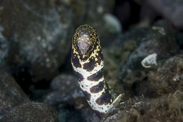 A snowflake moray eel pokes its head out of a hole