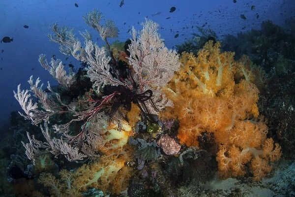 Soft coral colonies and gorgonians on a coral reef in Indonesia