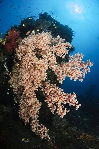 Soft coral on the LIberty Wreck, Bali, Indonesia