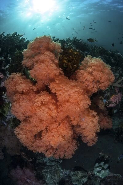 Soft corals and invertebrates grow on a deep reef in Indonesia