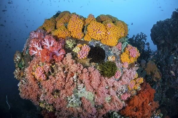 Soft corals, sponges, and other invertebrates on a reef in Indonesia